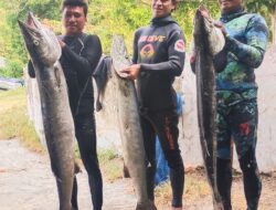 Penyelam Pangandaran Berhasil Tangkap Tiga Ekor Ikan Barakuda Besar