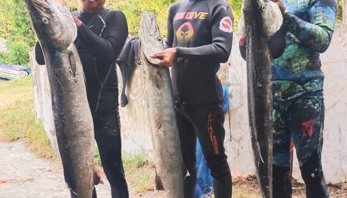 Penyelam Pangandaran Berhasil Tangkap Tiga Ekor Ikan Barakuda Besar