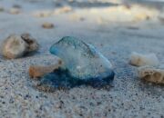 Pertolongan Pertama Jika Tersengat Ubur Ubur Blue Bottle Saat Sedang Berenang Di Pantai
