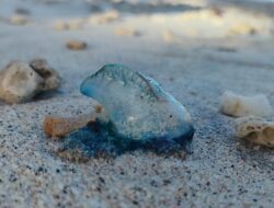 Pertolongan Pertama Jika Tersengat Ubur Ubur Blue Bottle Saat Sedang Berenang Di Pantai