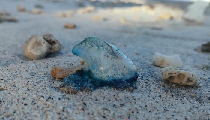 Pertolongan Pertama Jika Tersengat Ubur Ubur Blue Bottle Saat Sedang Berenang Di Pantai