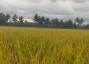 Wakil Ketua Komisi II DPRD Pangandaran,Hadiri Pertemuan Kelompok Tani Mangunjaya