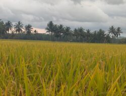 Wakil Ketua Komisi II DPRD Pangandaran,Hadiri Pertemuan Kelompok Tani Mangunjaya