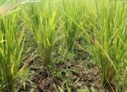 Musim Kemarau Tiba Petani Mengeluh, Sawahnya Mulai Kekeringan