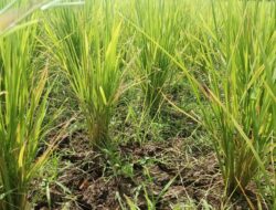 Musim Kemarau Tiba Petani Mengeluh, Sawahnya Mulai Kekeringan