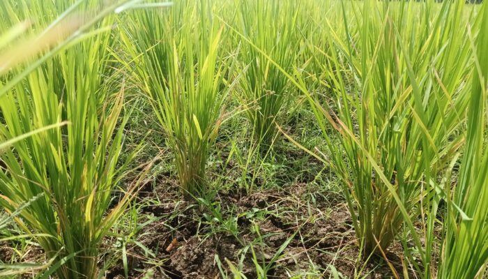 Musim Kemarau Tiba Petani Mengeluh, Sawahnya Mulai Kekeringan