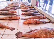 Nelayan Pangandaran Pulang Melaut Dapat Ikan Cabuk Senilai Rp 184 Juta