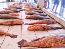 Nelayan Pangandaran Pulang Melaut Dapat Ikan Cabuk Senilai Rp 184 Juta