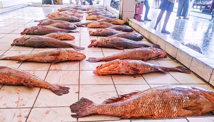 Nelayan Pangandaran Pulang Melaut Dapat Ikan Cabuk Senilai Rp 184 Juta