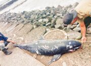 Ikan Lumba Lumba Terdampar Di Pantai Timur Pangandaran