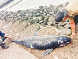 Ikan Lumba Lumba Terdampar Di Pantai Timur Pangandaran