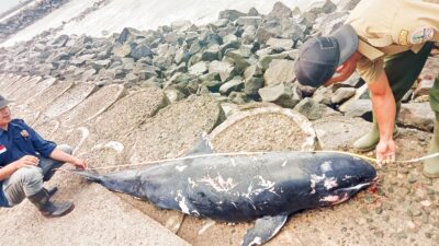 Ikan Lumba Lumba Terdampar Di Pantai Timur Pangandaran