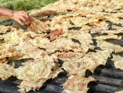 Ternyata! Harga Gelembung Kering Ikan Jambal Asal Pangandaran Fantastis,Untuk Ekspor