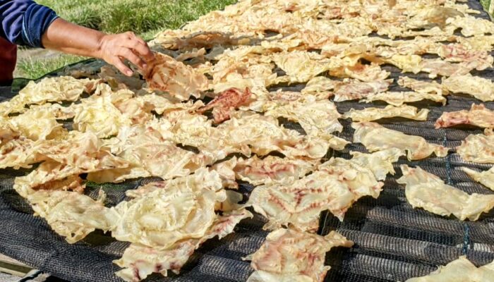 Ternyata! Harga Gelembung Kering Ikan Jambal Asal Pangandaran Fantastis,Untuk Ekspor