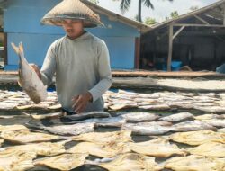 Proses Pengolahan Ikan Jambal Roti Pangandaran