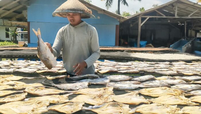 Proses Pengolahan Ikan Jambal Roti Pangandaran
