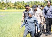 Bupati Pangandaran Citra Pitriyami Tinjau Langsung Sawah Terdampak Gelombang Tinggi di Cimerak