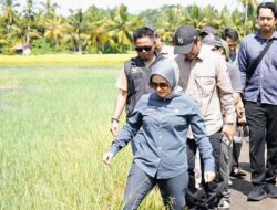 Bupati Pangandaran Citra Pitriyami Tinjau Langsung Sawah Terdampak Gelombang Tinggi di Cimerak