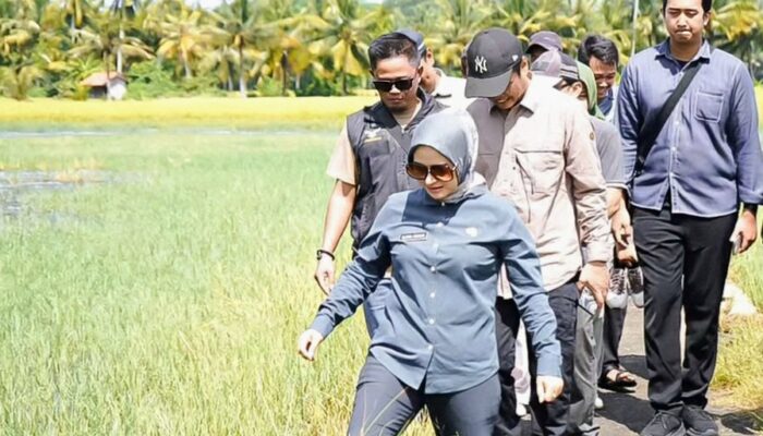 Bupati Pangandaran Citra Pitriyami Tinjau Langsung Sawah Terdampak Gelombang Tinggi di Cimerak