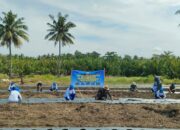 TNI AL Pangandaran Tanam Semangka untuk Dukung Ketahanan Pangan Nasional