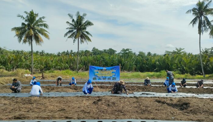 TNI AL Pangandaran Tanam Semangka untuk Dukung Ketahanan Pangan Nasional