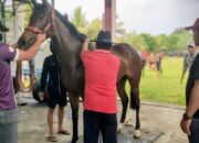 Menjelang Pacuan Kuda Merdeka Cup 2025,Puluhan Kuda Jalani Pengukuran Tinggi Badan