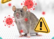 RSUD Pandega Pangandaran Ingatkan Bahaya Virus Hanta, Warga Diminta Waspada