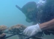 Duck Dive Batukaras Laksanakan Transplantasi Terumbu Karang di Pantai Batukaras