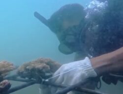 Duck Dive Batukaras Laksanakan Transplantasi Terumbu Karang di Pantai Batukaras