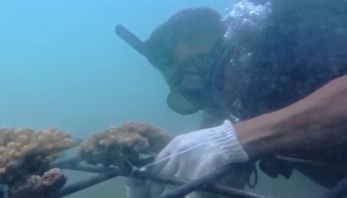 Duck Dive Batukaras Laksanakan Transplantasi Terumbu Karang di Pantai Batukaras