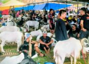 Seni Ketangkasan Domba Garut Perebutkan Piala Bupati Cup 2026