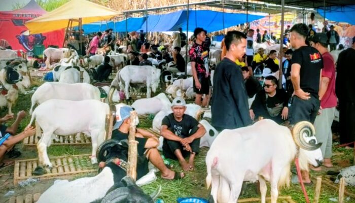Seni Ketangkasan Domba Garut Perebutkan Piala Bupati Cup 2026