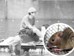 Ancaman Leptospirosis Mengintai Saat Banjir, RSUD Pandega Pangandaran Ingatkan Warga Tetap Waspada