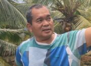 Kelapa Genjah Mergag Cijulang Tembus Pasar Nasional, Dikembangkan Sejak 2016