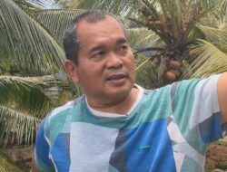 Kelapa Genjah Mergag Cijulang Tembus Pasar Nasional, Dikembangkan Sejak 2016