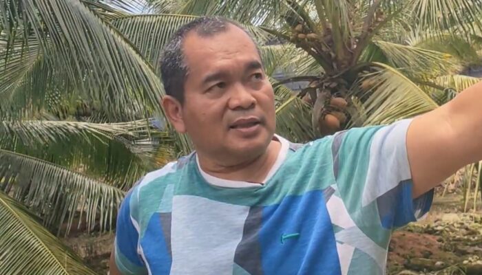 Kelapa Genjah Mergag Cijulang Tembus Pasar Nasional, Dikembangkan Sejak 2016