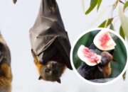 RSUD Pandega Pangandaran Imbau Masyarakat Waspada Virus Nipah dengan Fatalitas Tinggi