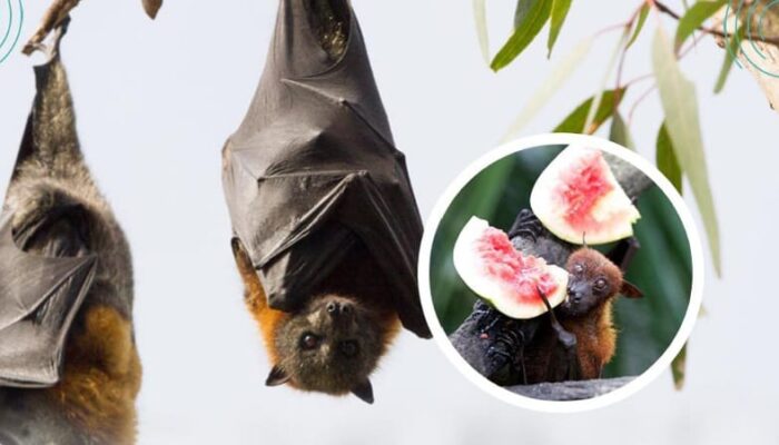 RSUD Pandega Pangandaran Imbau Masyarakat Waspada Virus Nipah dengan Fatalitas Tinggi