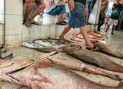 Nelayan Pangandaran Raup Belasan Juta Rupiah dari Tangkapan Empat Ekor Ikan Cabuk