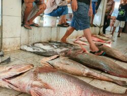 Nelayan Pangandaran Raup Belasan Juta Rupiah dari Tangkapan Empat Ekor Ikan Cabuk