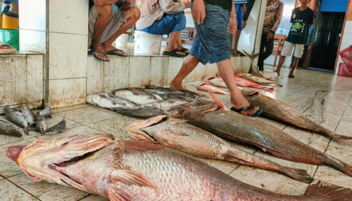 Nelayan Pangandaran Raup Belasan Juta Rupiah dari Tangkapan Empat Ekor Ikan Cabuk