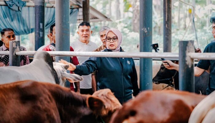 Anggota DPR RI Hj Ida Nurlaela Resmikan Kandang Sapi Kelompok Tani di Desa Rancah