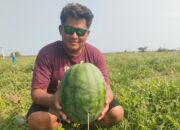 Petani Pangandaran Sulap Pesisir Pantai Jadi Kebun Semangka Tanpa Biji