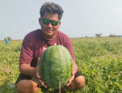 Petani Pangandaran Sulap Pesisir Pantai Jadi Kebun Semangka Tanpa Biji