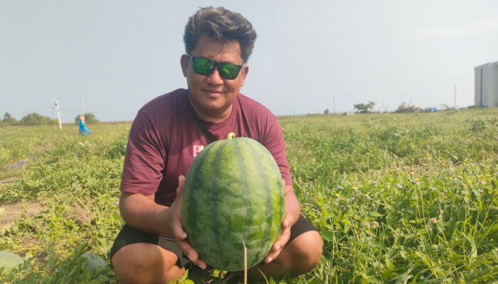 Petani Pangandaran Sulap Pesisir Pantai Jadi Kebun Semangka Tanpa Biji