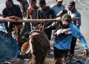 Nelayan Tradisional Pangandaran Dapat Berkah, Tangkap Ikan Kerapu Raksasa Seberat 120 Kilogram