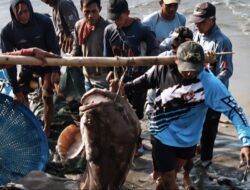 Nelayan Tradisional Pangandaran Dapat Berkah, Tangkap Ikan Kerapu Raksasa Seberat 120 Kilogram