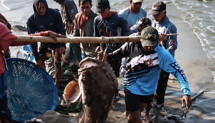 Nelayan Tradisional Pangandaran Dapat Berkah, Tangkap Ikan Kerapu Raksasa Seberat 120 Kilogram