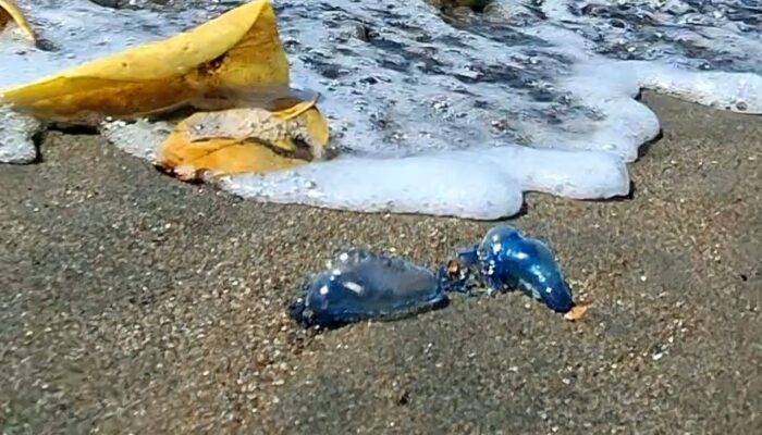 Balawista Pangandaran Imbau Wisatawan Waspada Kemunculan Ubur-Ubur Blue Bottle di Pantai Madasari