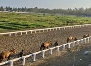 Drawing Gate Babak Penyisihan Kejurnas Pacuan Kuda Pordasi ke-60 Seri I Indonesia Derby 2026 Resmi Dirilis, 12 Race Siap Suguhkan Persaingan Sengit